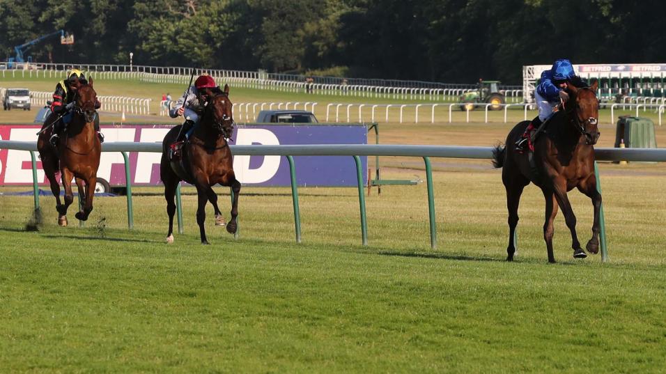 Racehorse Auxerre